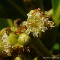 Carallia brachiata (Lour.) Merr.